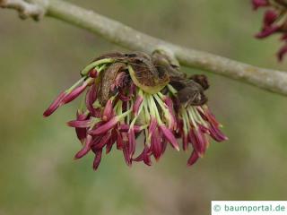 persisches Eisenholz (Parrotia persica) Blüte