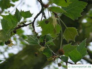 Platane (Platanus acerifolia) Blüten