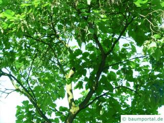 prächtiger Trompetenbaum (Catalpa speciosa) Baum im Sommer