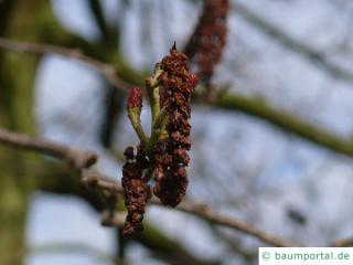 Purpur-Erle (Alnus spaethii) Männliche und weibliche (stehend) Blüten