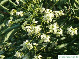 Robinie (Robinia pseudoacacia) Blüte