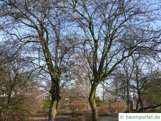 Rot-Dorn (Crataegus laevigata 'Paul’s Scarlet') Baum im Winter Rot-Dorn (Crataegus laevigata 'Paul’s Scarlet') Baum im Winter
