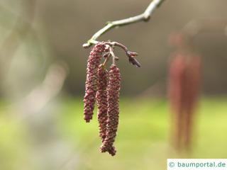 Rot-Erle (Alnus rubra) Blüten