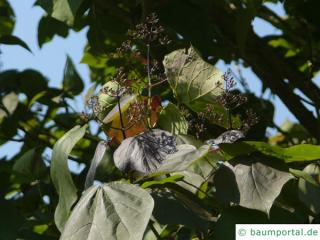 rotblättriger Catalpa (Catalpa erubescens 'Purpurea') Blätter und Blüte