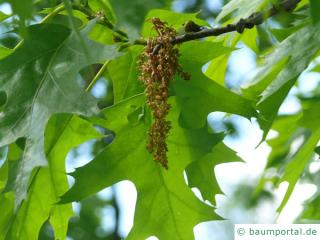 Roteiche (Quercus rubra) Blüten