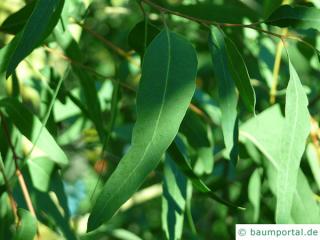 roter Eukalyptus (Eucalyptus camaldulensis) Blatt
