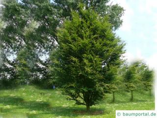 rundblättrige Buche (Fagus sylvatica 'Rotundifolia') Baum im Sommer