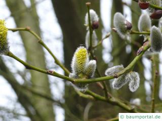 Sal-Weide (Salix caprea) Blüten