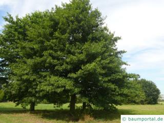 Scharlach-Eiche (Quercus coccinea) Baum