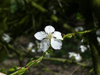 Schlehe (Prunus Spinosa) Blüte