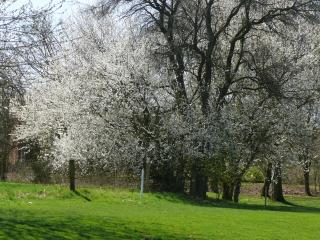 Schlehe (Prunus Spinosa) Baum