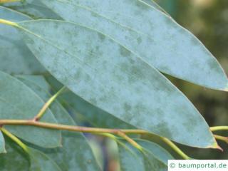 Schnee-Eukalyptus (Eucalyptus pauciflora subsp niphophila) Blatt