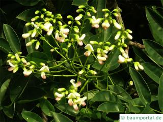 Schnurbaum (Styphnolobium japonicum) Blüte