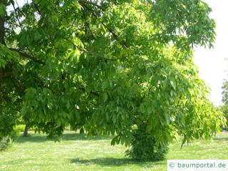 schuppenrinden Hickorynuss (Carya ovata) Ast mit Blätter