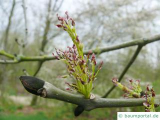 Schwarz-Esche (Fraxinus nigra) Blüte