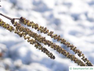 Schwarz-Erle (Alnus glutinosa) Blüte