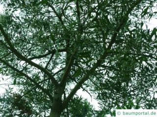 Schwarzholz-Akazie (Acacia melanoxylon) Krone im Sommer