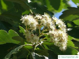 schwedische Mehlbeere (Sorbus intermedia) Blüte