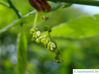 Seidenraupen Eiche (Quercus acutissima) Bluete