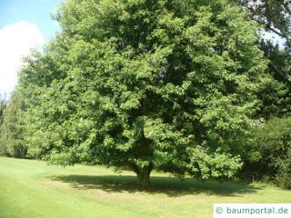 Silber-Ahorn (Acer saccharinum) Baum im Sommer Silber-Ahorn (Acer saccharinum) Baum im Sommer