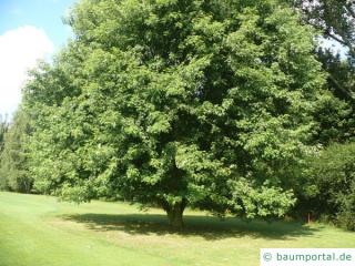 Silber-Ahorn (Acer saccharinum) Baum im Sommer