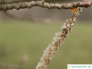 Silber-Pappel (Populus alba) Frucht