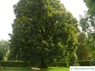 Sommer-Linde (Tilia platyphyllos) Baum