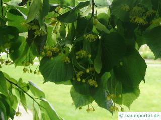 Sommer-Linde (Tilia platyphyllos) Blüte