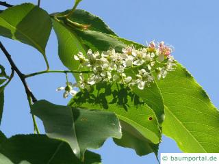 spähtblühende Trauben-Kirsche (Prunus serotina) Blüte