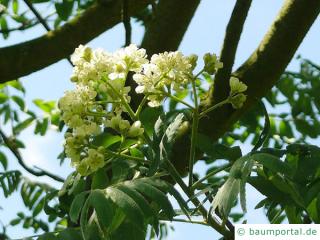 Speierling (Sorbus domestica) Blüte