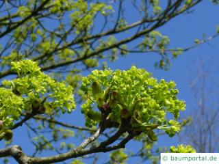 Spitz-Ahorn (Acer platanoides) gelbe Blüte