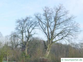 Stiel-Eiche (Quercus robur) Baum