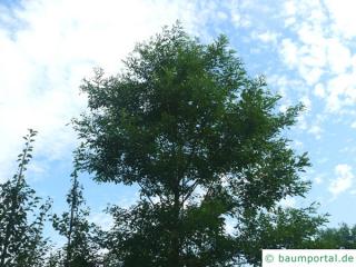 Straßen-Akazie (Robinia pseudoacacia 'Monophylla') Baum im Sommer