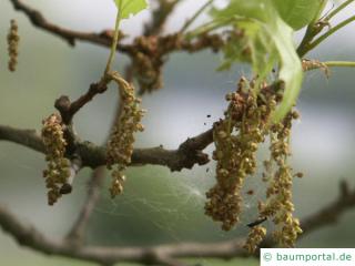 Sumpf-Eiche (Quercus palustis) Blüte