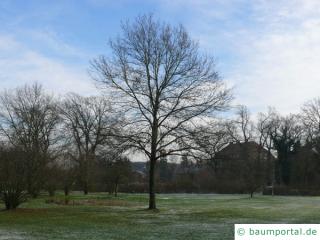 Trauben-Eiche (Quercus petraea) Baum im Winter