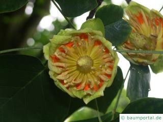 Tulpenbaum (Liriodendron tulipifera) Blüte