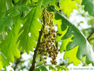 Ungarische Eiche (Quercus fainetto) Blüte