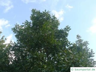 Ungarische Eiche (Quercus fainetto) Baumkrone