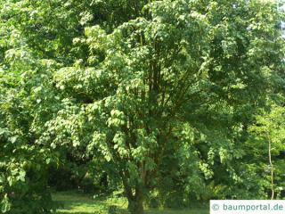 Vermont-Ahorn (Acer spicatum) Baum im Sommer Vermont-Ahorn (Acer spicatum) Baum im Sommer