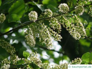virginische Trauben-Kirsche (Prunus virginiana) Blüten