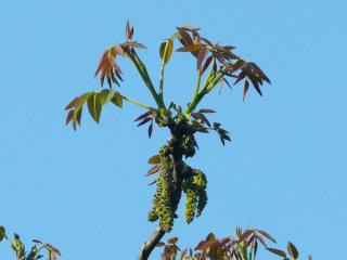 Walnuss (Juglans regia) Blüte