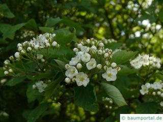 weichhaariger Weißdorn (Crataegus mollis) Blüten