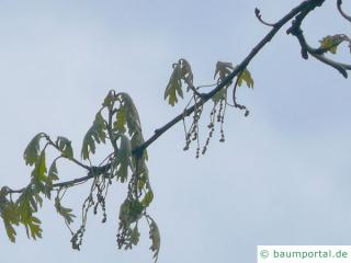 Weiß-Eiche (Quercus alba) Blüte