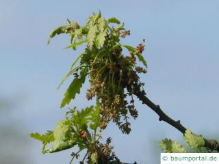 Zerr-Eiche (Quercus cerris) Blüten