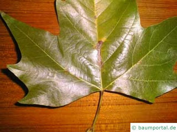 Blattbräune am Blatt der Platane