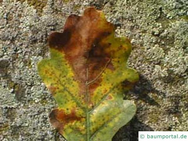 Blattbräune an einem Blatt der Eiche