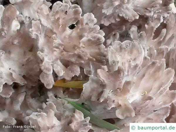 Klapperschwamm (Grifola frondosa) Nahaufnahme