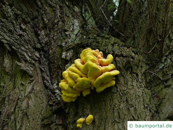 Schwefelporling (Laetiporus sulphureus) gelbe Fruchtkörper an der Weide