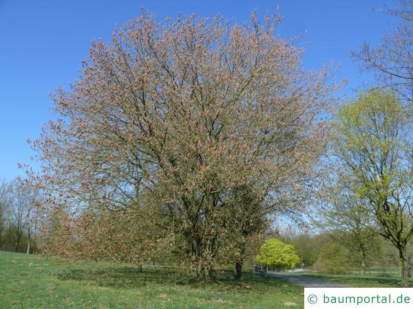 Eschen-Ahorn (Acer negundo) Baum im Frühjahr