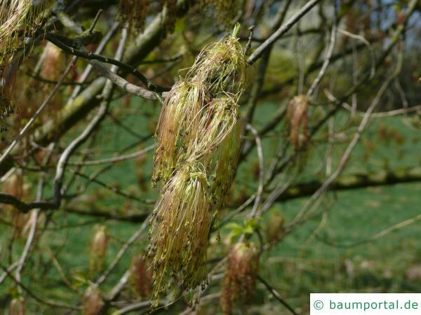 Eschen-Ahorn (Acer negundo) Blüte
